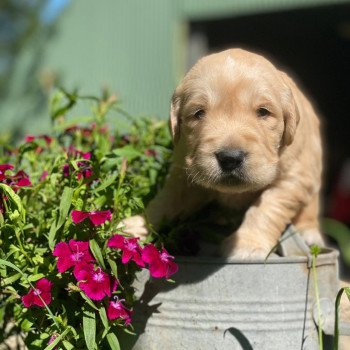 Chiot Golden retriever Nana ❤ Roméo 2023 élevage du Fond de la Noye Chiot Golden retriever Nana ❤ Roméo 2023 élevage du Fond de la Noye