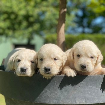 Chiot Golden retriever Nana ❤ Roméo 2023 élevage du Fond de la Noye Chiot Golden retriever Nana ❤ Roméo 2023 élevage du Fond de la Noye