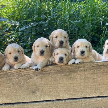 Chiot Golden retriever Nana ❤ Roméo 2023 élevage du Fond de la Noye Chiot Golden retriever Nana ❤ Roméo 2023 élevage du Fond de la Noye