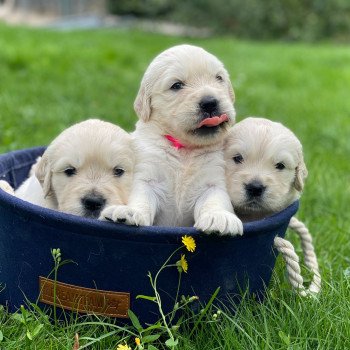 Chiot Golden retriever Nat ❤ Bismark 2023 élevage du Fond de la Noye