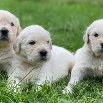 Chiot Golden retriever Nat ❤ Bismark 2023 élevage du Fond de la Noye