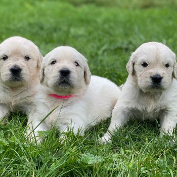 Chiot Golden retriever Nat ❤ Bismark 2023 élevage du Fond de la Noye