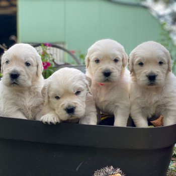 Chiot Golden retriever Nat ❤ Bismark 2023 élevage du Fond de la Noye