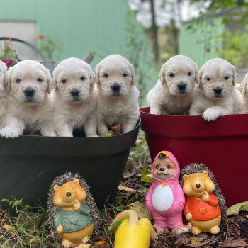 Chiot Golden retriever Nat ❤ Bismark 2023 élevage du Fond de la Noye