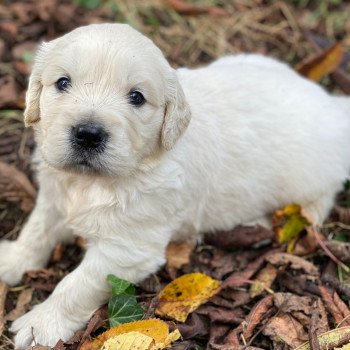 Chiot Golden retriever Nat ❤ Bismark 2023 élevage du Fond de la Noye