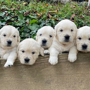 Chiot Golden retriever Nat ❤ Bismark 2023 élevage du Fond de la Noye