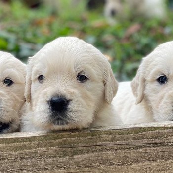 Chiot Golden retriever Nat ❤ Bismark 2023 élevage du Fond de la Noye