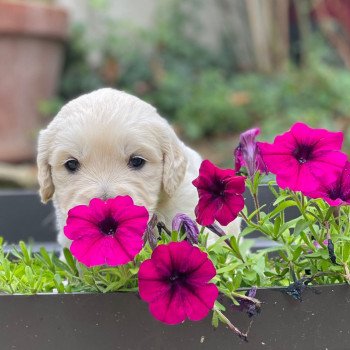 Chiot Golden retriever Nat ❤ Bismark 2023 élevage du Fond de la Noye