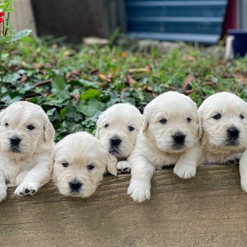 Chiot Golden retriever Nat ❤ Bismark 2023 élevage du Fond de la Noye