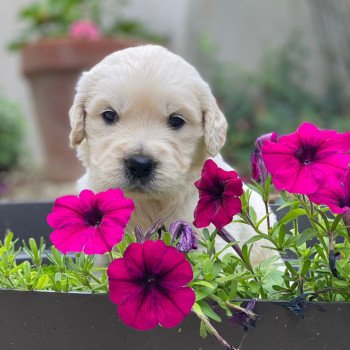 Chiot Golden retriever Nat ❤ Bismark 2023 élevage du Fond de la Noye