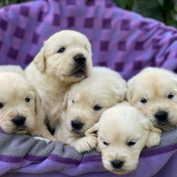 Chiot Golden retriever Néva ❤ Bismark 2023 élevage du Fond de la Noye Chiot Golden retriever Néva ❤ Bismark 2023 élevage du Fond de la Noye