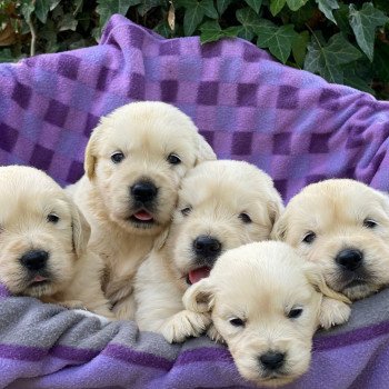Chiot Golden retriever Néva ❤ Bismark 2023 élevage du Fond de la Noye Chiot Golden retriever Néva ❤ Bismark 2023 élevage du Fond de la Noye
