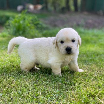 Chiot Golden retriever Néva ❤ Bismark 2023 élevage du Fond de la Noye Chiot Golden retriever Néva ❤ Bismark 2023 élevage du Fond de la Noye