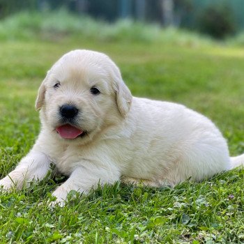 Chiot Golden retriever Néva ❤ Bismark 2023 élevage du Fond de la Noye Chiot Golden retriever Néva ❤ Bismark 2023 élevage du Fond de la Noye