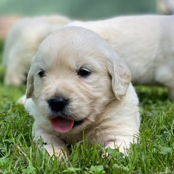 Chiot Golden retriever Néva ❤ Bismark 2023 élevage du Fond de la Noye Chiot Golden retriever Néva ❤ Bismark 2023 élevage du Fond de la Noye