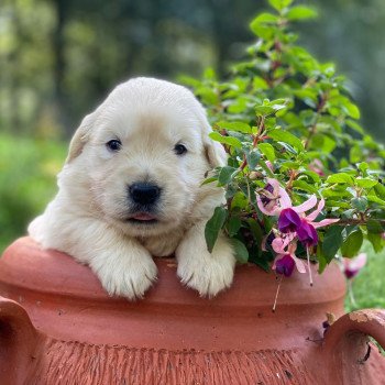 Chiot Golden retriever Néva ❤ Bismark 2023 élevage du Fond de la Noye Chiot Golden retriever Néva ❤ Bismark 2023 élevage du Fond de la Noye