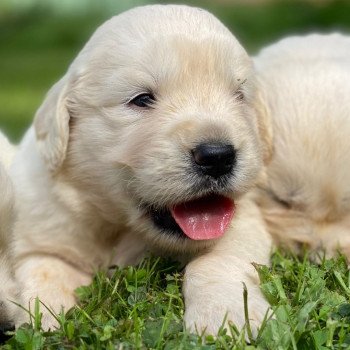Chiot Golden retriever Néva ❤ Bismark 2023 élevage du Fond de la Noye Chiot Golden retriever Néva ❤ Bismark 2023 élevage du Fond de la Noye