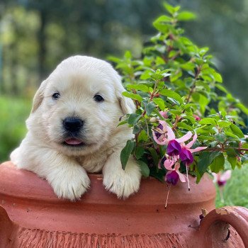 Chiot Golden retriever Néva ❤ Bismark 2023 élevage du Fond de la Noye Chiot Golden retriever Néva ❤ Bismark 2023 élevage du Fond de la Noye