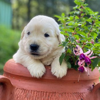 Chiot Golden retriever Néva ❤ Bismark 2023 élevage du Fond de la Noye Chiot Golden retriever Néva ❤ Bismark 2023 élevage du Fond de la Noye