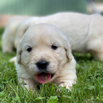 Chiot Golden retriever Néva ❤ Bismark 2023 élevage du Fond de la Noye Chiot Golden retriever Néva ❤ Bismark 2023 élevage du Fond de la Noye