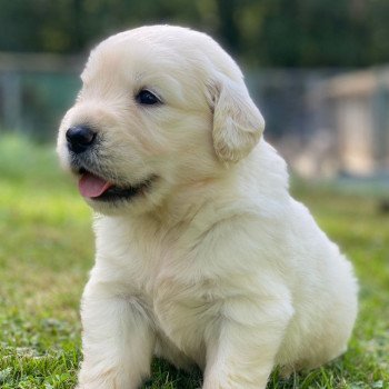 Chiot Golden retriever Néva ❤ Bismark 2023 élevage du Fond de la Noye Chiot Golden retriever Néva ❤ Bismark 2023 élevage du Fond de la Noye