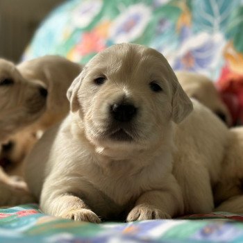 Chiot Golden retriever Rosalie ❤ Bismark 2024 élevage du Fond de la Noye