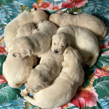 Chiot Golden retriever Rosalie ❤ Bismark 2024 élevage du Fond de la Noye