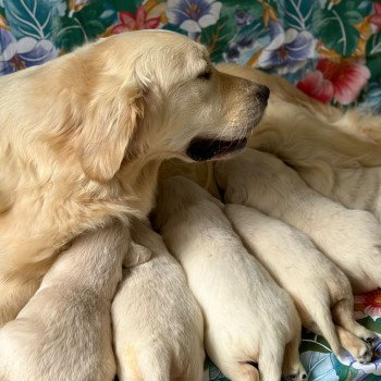 Chiot Golden retriever Rosalie ❤ Bismark 2024 élevage du Fond de la Noye