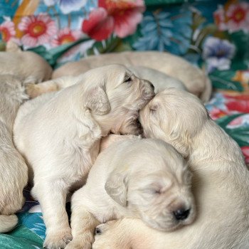 Chiot Golden retriever Rosalie ❤ Bismark 2024 élevage du Fond de la Noye