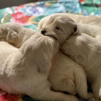 Chiot Golden retriever Rosalie ❤ Bismark 2024 élevage du Fond de la Noye