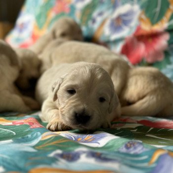 Chiot Golden retriever Rosalie ❤ Bismark 2024 élevage du Fond de la Noye