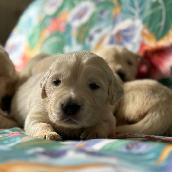 Chiot Golden retriever Rosalie ❤ Bismark 2024 élevage du Fond de la Noye
