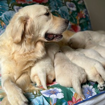 Chiot Golden retriever Rosalie ❤ Bismark 2024 élevage du Fond de la Noye