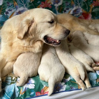 Chiot Golden retriever Rosalie ❤ Bismark 2024 élevage du Fond de la Noye