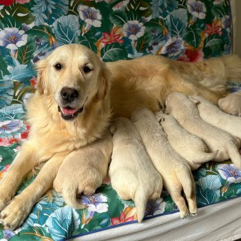 Chiot Golden retriever Rosalie ❤ Bismark 2024 élevage du Fond de la Noye