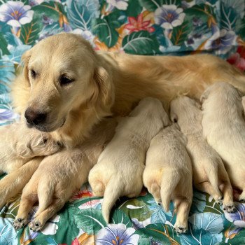 Chiot Golden retriever Rosalie ❤ Bismark 2024 élevage du Fond de la Noye