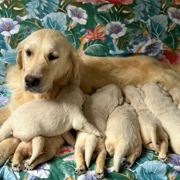 Chiot Golden retriever Rosalie ❤ Bismark 2024 élevage du Fond de la Noye