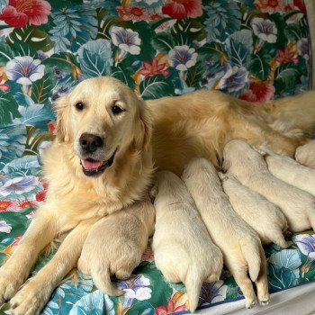 Chiot Golden retriever Rosalie ❤ Bismark 2024 élevage du Fond de la Noye