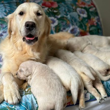 Chiot Golden retriever Rosalie ❤ Bismark 2024 élevage du Fond de la Noye