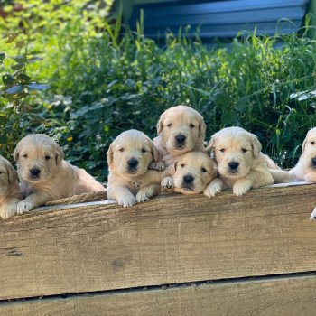 Chiot Golden retriever Rosalie ❤ Sailor 2023 élevage du Fond de la Noye Chiot Golden retriever Rosalie ❤ Sailor 2023 élevage du Fond de la Noye