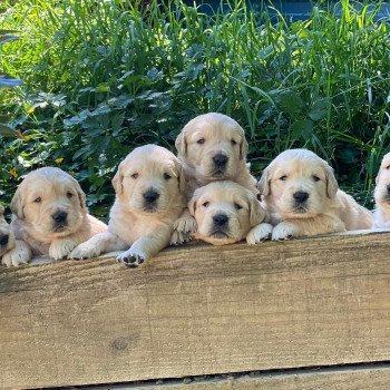 Chiot Golden retriever Rosalie ❤ Sailor 2023 élevage du Fond de la Noye Chiot Golden retriever Rosalie ❤ Sailor 2023 élevage du Fond de la Noye
