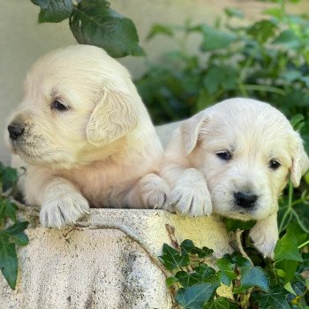 Chiot Golden retriever Rosalie ❤ Sailor 2023 élevage du Fond de la Noye Chiot Golden retriever Rosalie ❤ Sailor 2023 élevage du Fond de la Noye