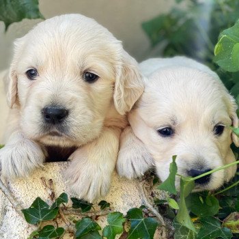 Chiot Golden retriever Rosalie ❤ Sailor 2023 élevage du Fond de la Noye Chiot Golden retriever Rosalie ❤ Sailor 2023 élevage du Fond de la Noye