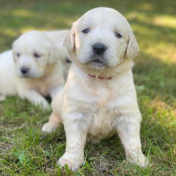 Chiot Golden retriever Rosalie ❤ Sailor 2023 élevage du Fond de la Noye Chiot Golden retriever Rosalie ❤ Sailor 2023 élevage du Fond de la Noye