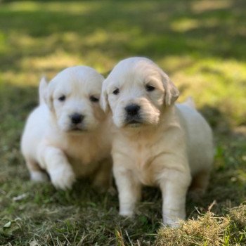 Chiot Golden retriever Rosalie ❤ Sailor 2023 élevage du Fond de la Noye Chiot Golden retriever Rosalie ❤ Sailor 2023 élevage du Fond de la Noye