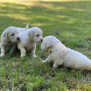 Chiot Golden retriever Rosalie ❤ Sailor 2023 élevage du Fond de la Noye Chiot Golden retriever Rosalie ❤ Sailor 2023 élevage du Fond de la Noye