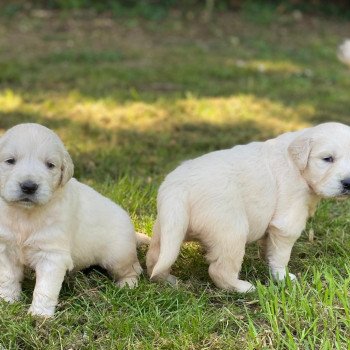 Chiot Golden retriever Rosalie ❤ Sailor 2023 élevage du Fond de la Noye Chiot Golden retriever Rosalie ❤ Sailor 2023 élevage du Fond de la Noye