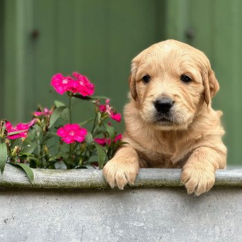 Portée Rusty ❤ Sailor 2025