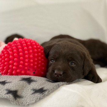 Chiot Retriever du Labrador Salsa ❤ Winston 2023 élevage du Fond de la Noye Chiot Retriever du Labrador Salsa ❤ Winston 2023 élevage du Fond de la Noye