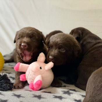 Chiot Retriever du Labrador Salsa ❤ Winston 2023 élevage du Fond de la Noye Chiot Retriever du Labrador Salsa ❤ Winston 2023 élevage du Fond de la Noye